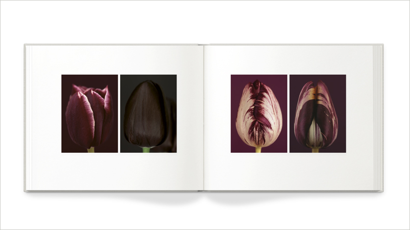 13x11 art book on flowers 11x13 flower book