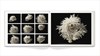 10x8 dog photo book 10x8 pet photo