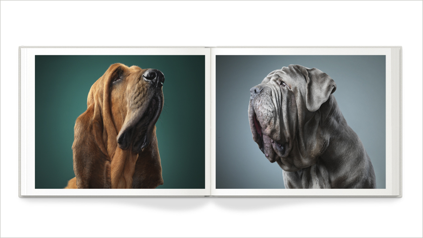 10x8 dog photo photo of dog 10x8